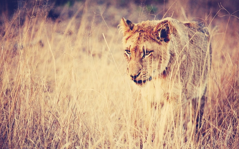carnivore, masai Mara National Reserve, female, animals In The Wild, cat, lion, wild Animals, nature, big Cat, mane, land, east Africa, wildlife, fur, male Animal