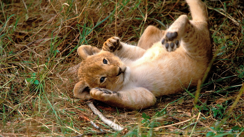 cub, mara, masai, Animals, reservation, kenya, lion, 2K