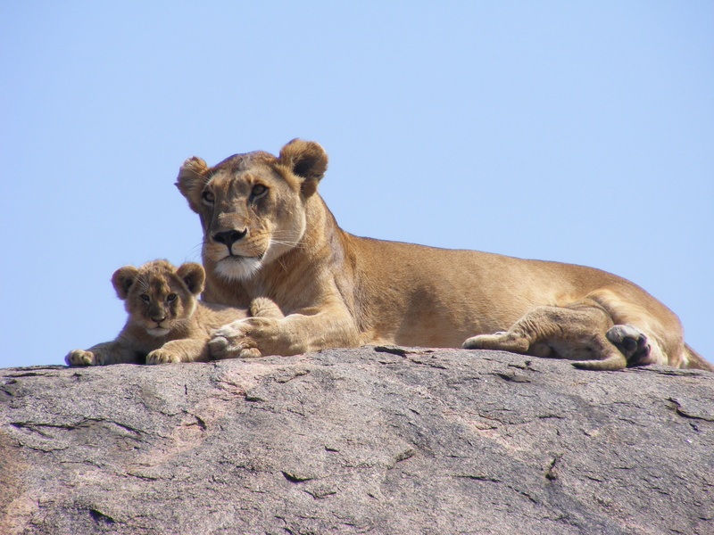 rock - object, wildlife Reserve, nature, mammal, animals Hunting, safari, female Animal, safari Animals, no people, wildlife, feline, savannah, fur, relaxation