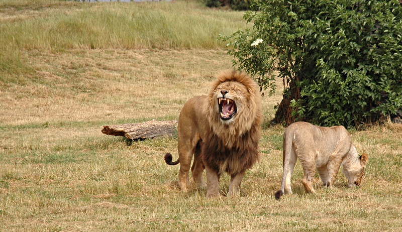 1080P, savannah, big Cat, vertebrate, group of animals, africa, animal themes, field, nature, anger, mane, lion, national Park, female animal, kenya, safari