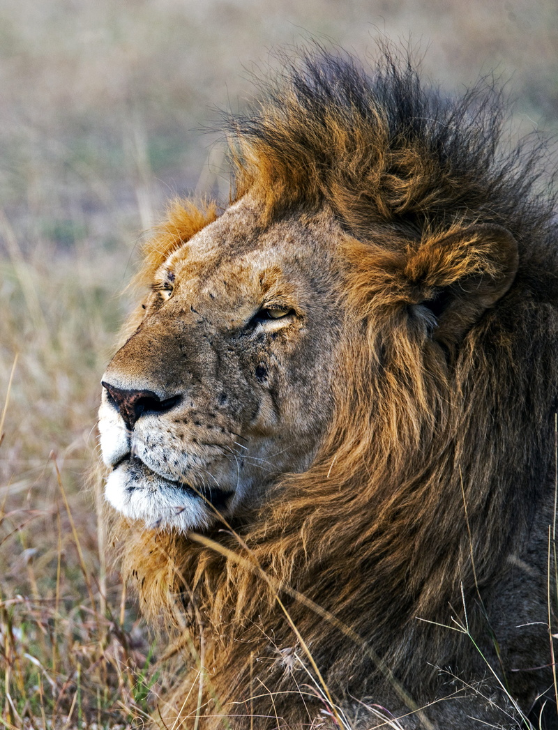 shallow, undomesticated Cat, wild Animals, kenya, fur, majestic, focus, outdoors, photography, lion portrait, lioness, masai Mara National Reserve, endangered Species