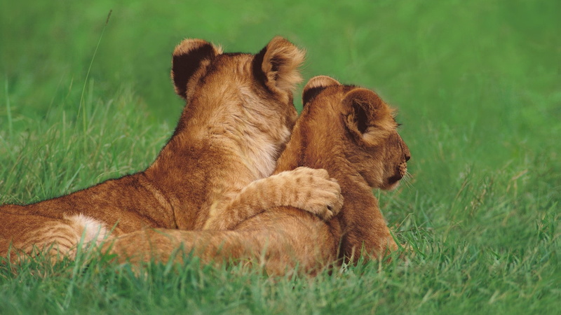 lie, lion cub, green Color, grass, big Cat, wildlife, lions, young Animal, plant, young, carnivore, field, animals And Pets, fur, resting, animal wildlife