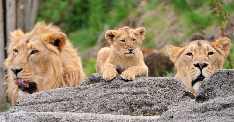 female Animal, masai Mara National Reserve, safari Animals, lying Down, face, animals In The Wild, wilderness Area, tanzania, lion Cub, east Africa, plain