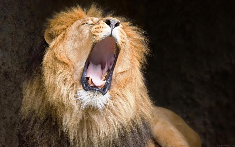 animals And Pets, power, lion, big Cat, safari, pride Of Lions, one animal, africa, yawning, serengeti National Park, lying Down, male Animal, animal mouth