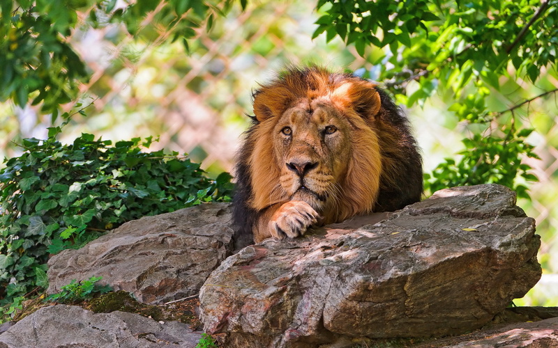 endangered Species, male Animal, lioness, savannah, tree, tanzania, feline, stone, lion - Feline, big Cat, brown, large, animals In The Wild, wilderness Area