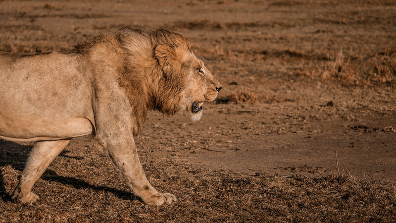 wildlife, side view, animal, one animal, nature, semi-arid, profile view, hunting, masai lion, animal themes, feline, survival, lioness, 4K, big cat, lion