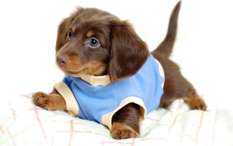 dog, little, puppies, 1080P, cute, dogs