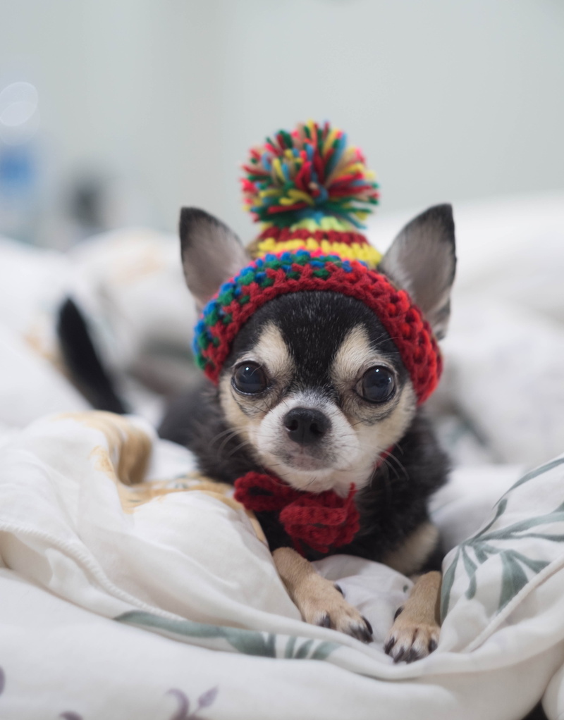 animal head, no people, doll, intelligent dog, one animal, front dog, tee cup, domestic animals, textile, mammal, canine, 4K, domestic, animal themes