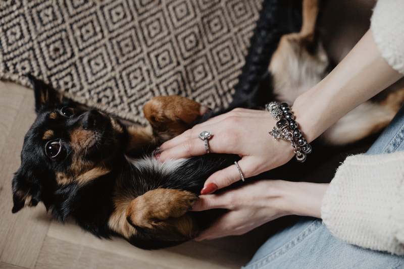 puppy, vertebrate, little, cute, dog, mammal, ring, care, woman, nail, canine, petting, animal, girl, pet owner, one person, pet, jewelry, hand, one animal