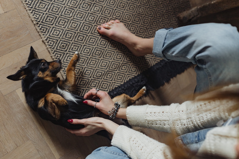 mammal, 5K, animal, casual clothing, domestic animals, pet, vertebrate, woman, pets, little, one person, puppy, one animal, canine, petting, sitting, human body part