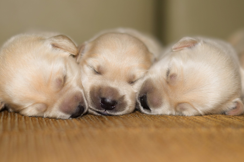 relaxation, cute, dog, pets, little, pet, pug, no people, eyes closed, small, sleeping, close-up, paw, puppies, young animal, 5K, pup, animal head, group of animals