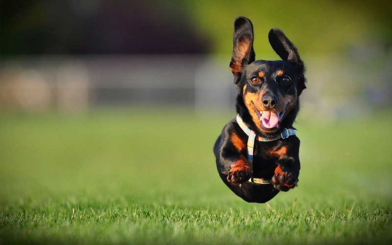 domestic animals, nature, grass, Dogs, animal, mouth open, mammal, Dachshund, selective focus, pets, mahogany, Jump, one animal, day, black, motion, plant