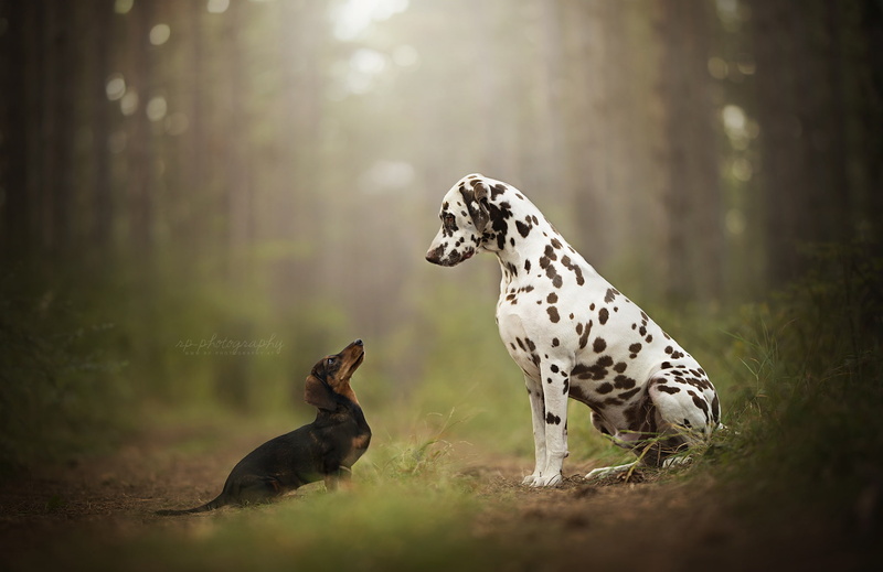 Dalmatian, forest, peepers, two dogs, bokeh, 1080P, Dachshund