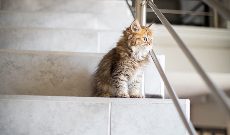 home decor, pets, furniture, longhair, kitten, pet, wall, flooring, feline, wood, vertebrate, mammal, sitting, abyssinian, looking, whisker, no people
