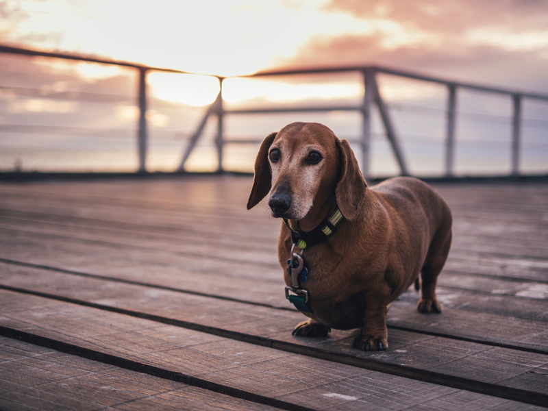 one animal, looking away, wood paneling, dog, animal, mammal, vertebrate, wood - material, footpath, day, wood, dachshund, brown, domestic, pier, pets