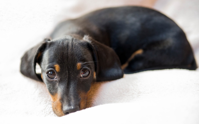 portrait, young animal, one animal, animal head, pets, dog, no people, purebred dog, lying down, mammal, resting, domestic, Dachshund dog, animal themes
