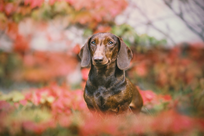 plant, 1080P, plant part, people, animals, colorful, day, selective focus, pets, mammal, portrait, one animal, nature, looking at camera, purebred dog