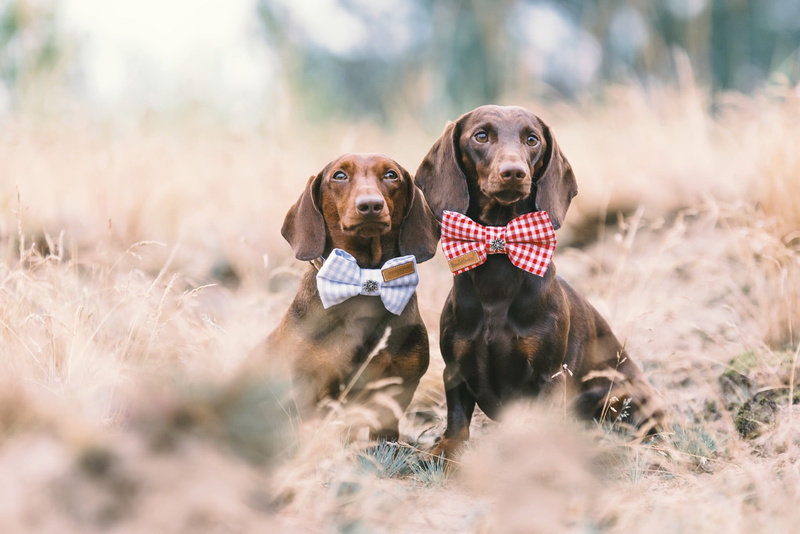 domestic, canine, selective focus, pets, animals, looking away, one animal, nature, labrador retriever, purebred dog, mammal, animal themes, domestic animals