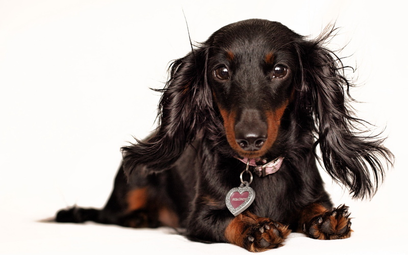 collar, vertebrate, 2K, domestic Animals, studio Shot, fluffy, purebred Dog, animal Head, cute, animal themes, no People, white Background, hairstyle