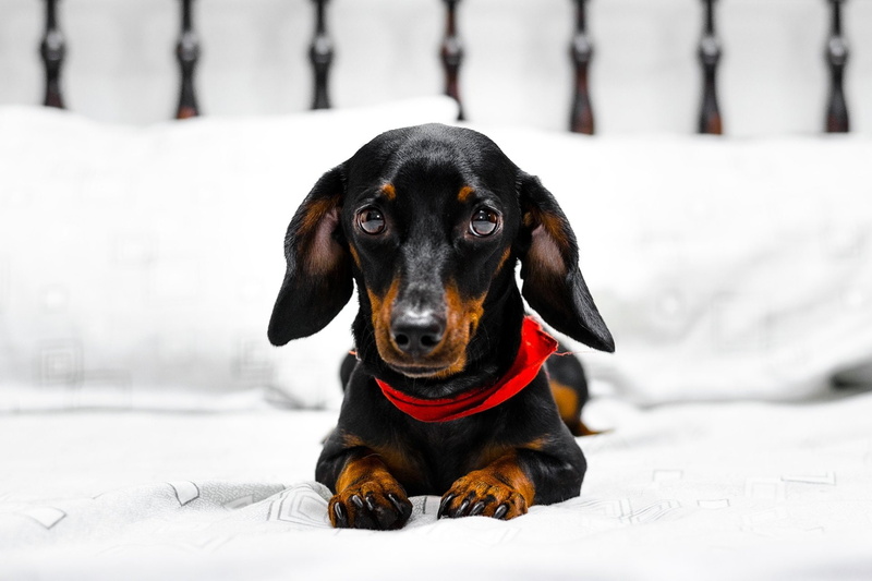 Muzzle, Dogs, Dachshund, 1080P, Dog