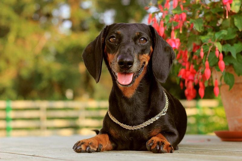 vertebrate, hound, holiday, portrait, pets, canine, black Color, purebred Dog, domestic, close-up, animal, summer, looking, friendship, collar, domestic Animals