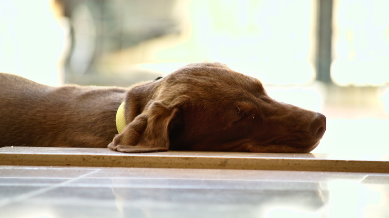 dog, animal, close-up, canine, animal themes, relaxation, labrador retriever, domestic, sleeping, one animal, indoors, resting, animals, day, animal head