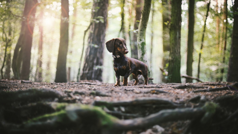 surface level, mammal, land, tree, outdoors, day, domestic, dachshund, forest, tree trunk, domestic animals, one animal, canine, 4K, pets, plant, nature