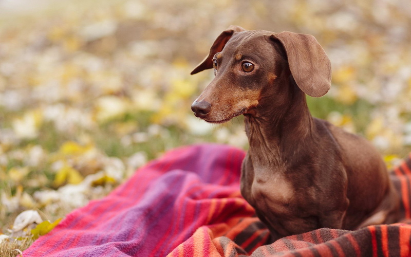 dachshund, animals, 2K, lovers
