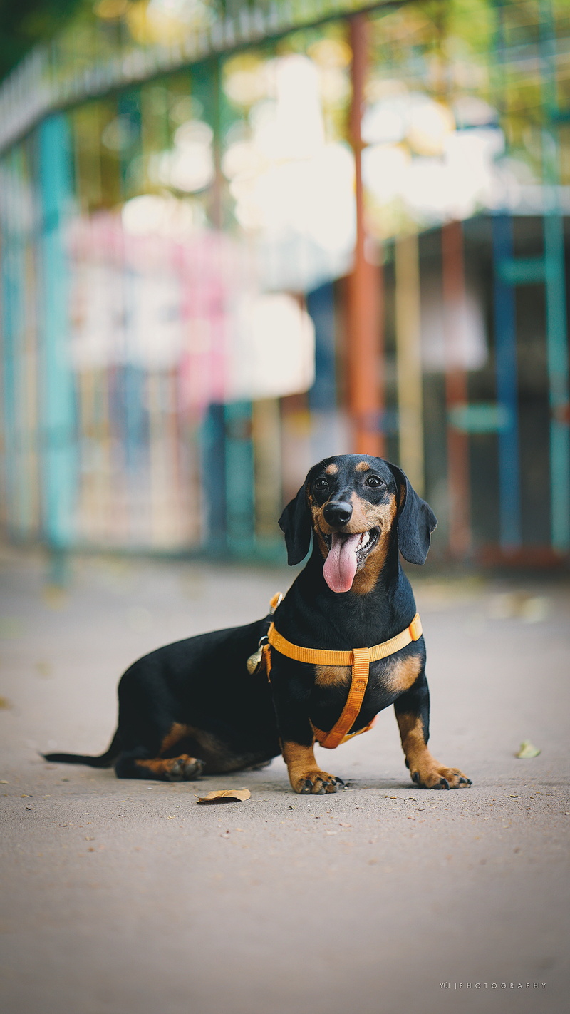 focus on foreground, one animal, people, domestic, dog, full length, rottweiler, mammal, purebred dog, day, portrait, protruding tongue, architecture, domestic animals