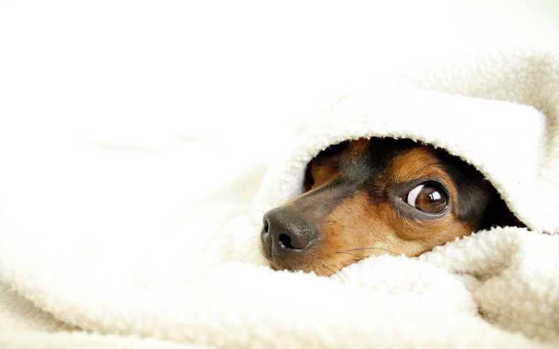 dog, dachshund, 1920x1200, animals, black, covered, brown, 1080P