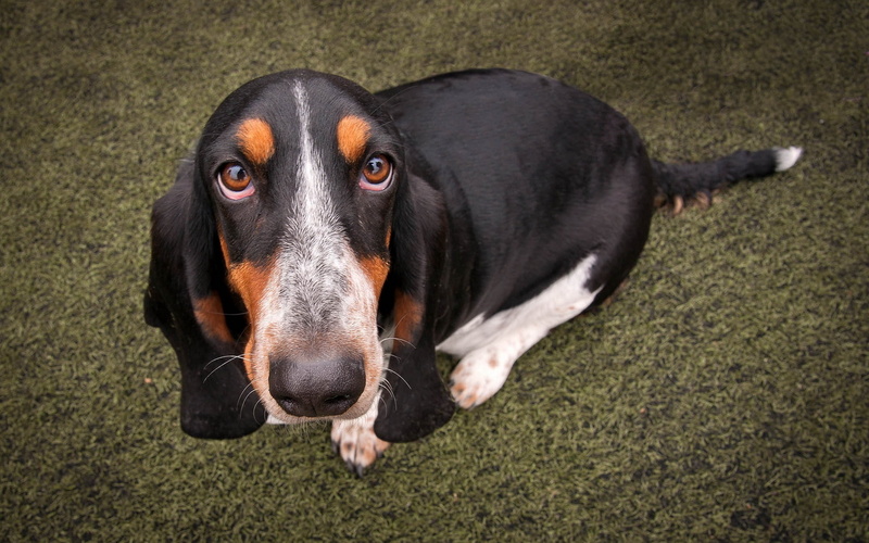 day, dachshund, rottweiler, no people, animal body part, domestic animals, dog, basset, adult, animal themes, black color, animal, snout, relaxation, 1080P