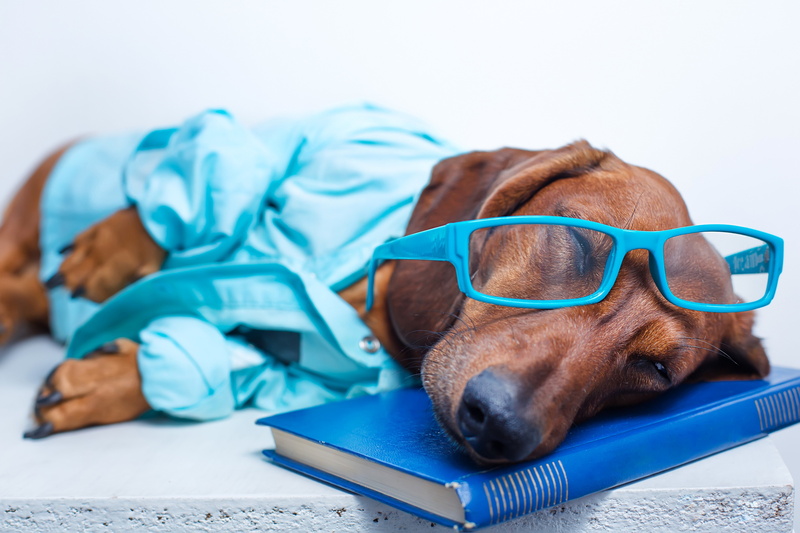 Dachshund, Book, Glasses, sleep, 5K, animals, dogs