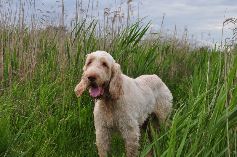purebred Dog, animal, green color, plant, domestic Animals, brown, cocker Spaniel, mammal, looking, italian spinons, grass, vertebrate, canine, coated