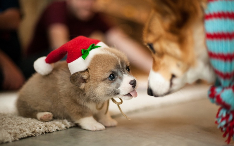 1080P, puppy, lovely, funny, santa, love