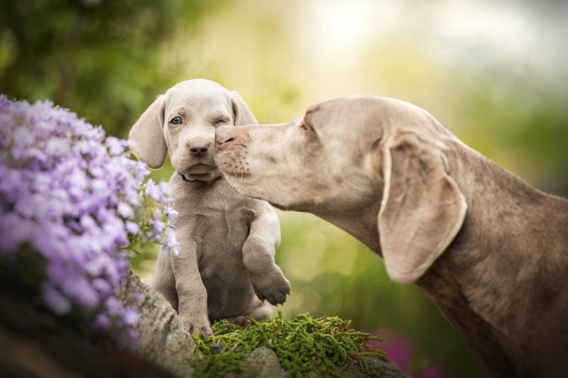 1080P, Puppy, Dog, Dogs, Pet, Weimaraner, Baby Animal, Love