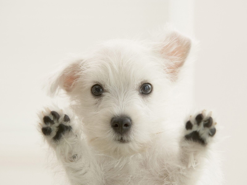 white, lovely, fur, white fur, puppy, 720P, animals