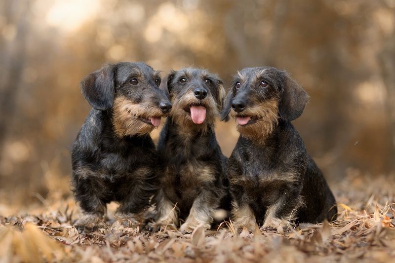 1080P, Wirehaired Dachshund, Dogs, Pet, Dog, Dachshund