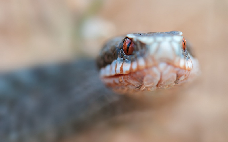 snake, close-up, eye, crab, one animal, vertebrate, animal eye, animals, animal, animal scale, day, animal body part, nature, selective focus, marine, outdoors