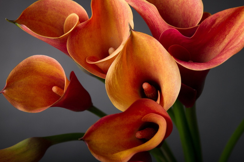 fragility, 720P, petal, flowering plant, nature, inflorescence, freshness, day, focus on foreground, beauty in nature, Calla Lily, growth, orange color