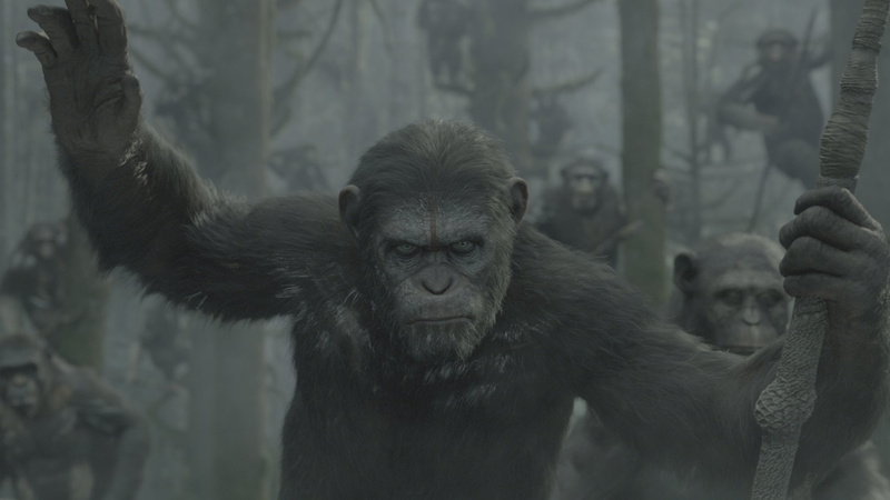 focus on foreground, animal wildlife, Dawn of the Planet of the Apes, zoo, animals in the wild, mammal, Movie, no people, outdoors, vertebrate, one animal