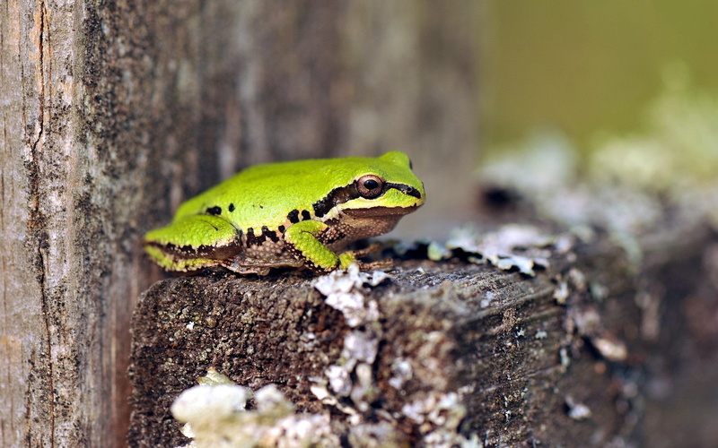 green, sit, tree, frog, 1080P