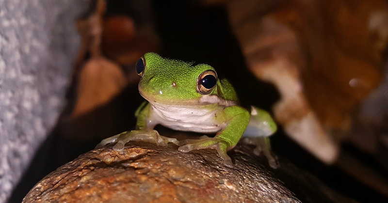looking at camera, sitting, one animal, portrait, looking, surface, animal, croak, wildlife, hyla cinerea, animal themes, animal head, nature, lizard, tree frog