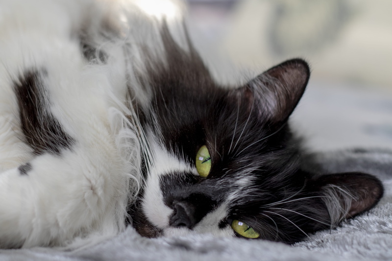 watching, bournemouth, whiskers, no people, animal themes, animal eye, animal body part, black, fluffy, uk, portrait, ragdoll, eyes, nose, domestic cat