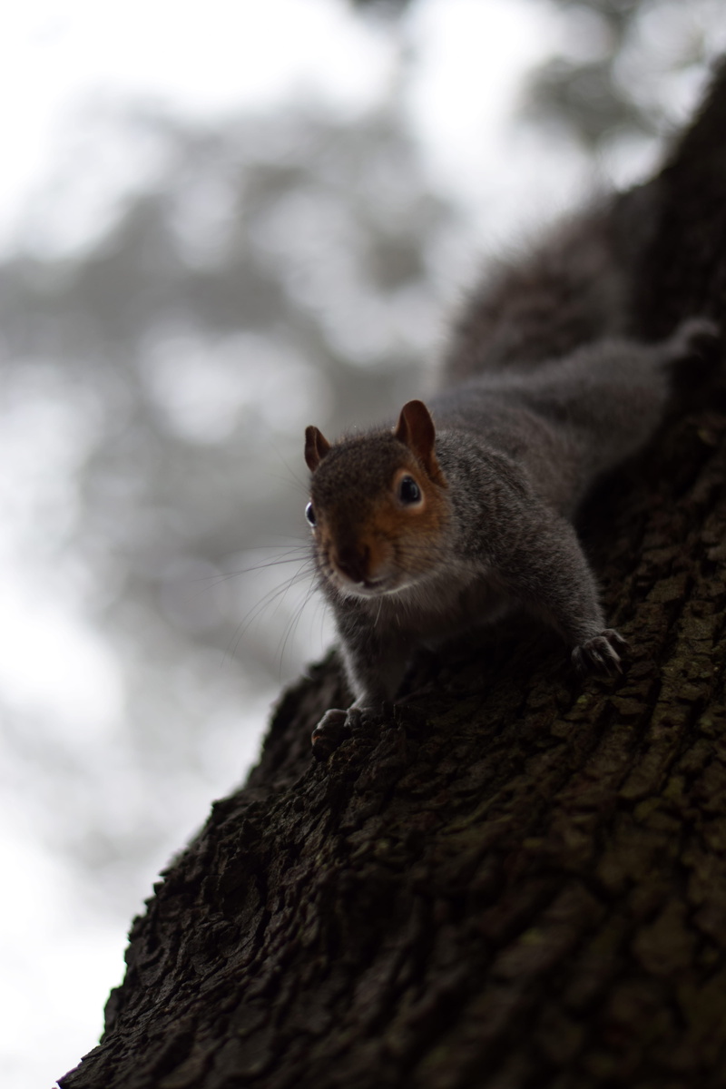 one animal, portrait, forest, squirrel, animal wildlife, focus on foreground, animal, nature, mammal, animal themes, animals in the wild, looking, rodent