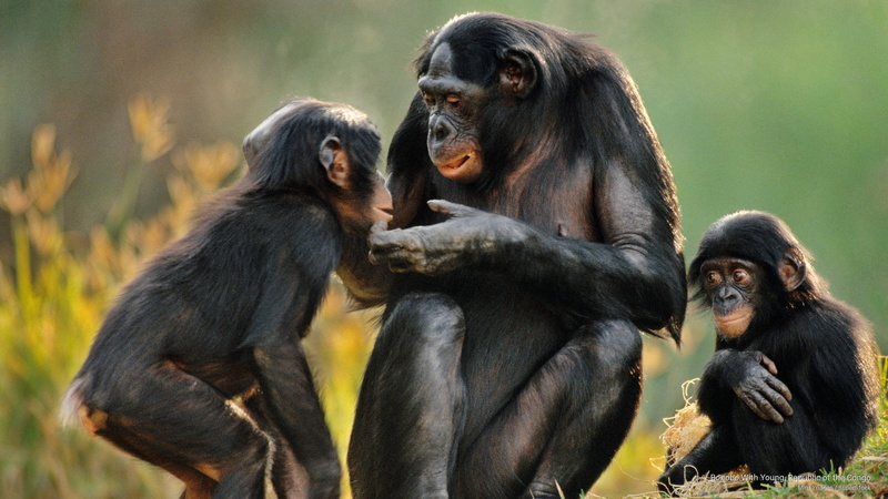 young, republic, congo, bonobo, 2K, Africa
