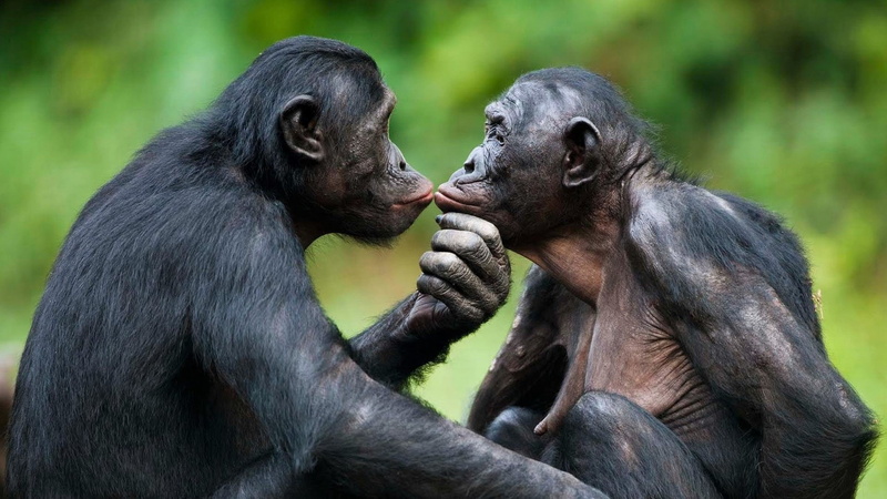 1080P, Animal, Monkeys, Ape, Bonobo