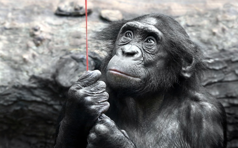 1080P, bonobo