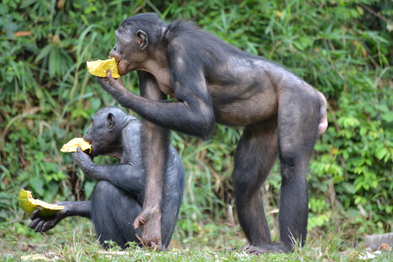 nature, africa, ape, animal family, plant, female animal, animal wildlife, congo, group of animals, two animals, young animal, vertebrate, pan paniscus