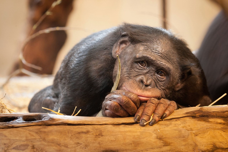 bonobos, monkey, 1080P, sadness, animals