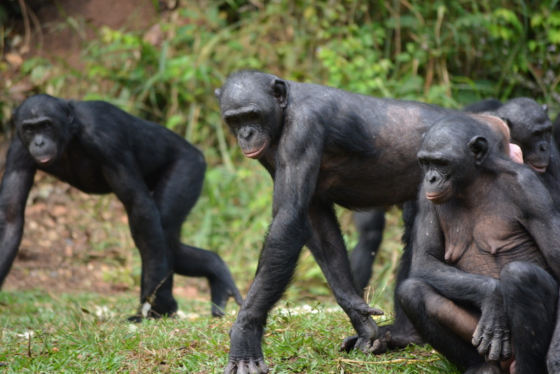 animal themes, 4K, care, togetherness, bonobo, wildlife, outdoors, africa, Lola Ya Bonobo, two animals, kinshasa, Primate, no people, plant, pan paniscus